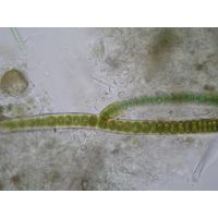 Stigonema cf. ocellatum 