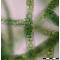 Stigonema ocellatum