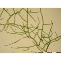 Stigonema ocellatum