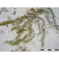 Stigonema cf. ramosissimum