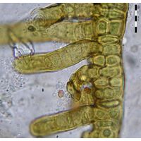 Stigonema tomentosum