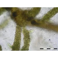 Stigonema turfaceum