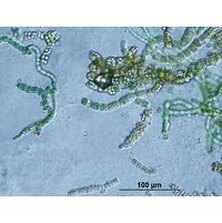 Westiellopsis prolifica