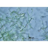 Westiellopsis prolifica