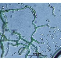 Westiellopsis prolifica