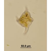 Ceratium cornutum