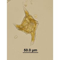 Ceratium cornutum