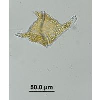 Ceratium cornutum