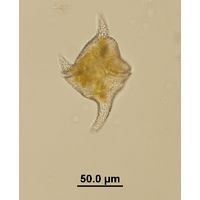 Ceratium cornutum 