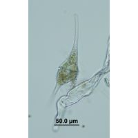 Ceratium furcoides