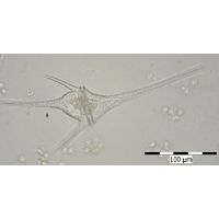 Ceratium furcoides