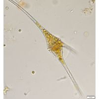 Ceratium furcoides