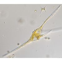 Ceratium_furcoides