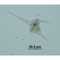 Ceratium hirundinella
