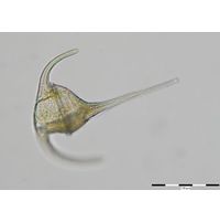 Ceratium tripos
