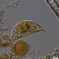 Cystodinium cornifax