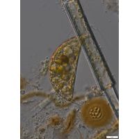 Cystodinium cornifax