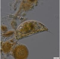 Cystodinium cornifax