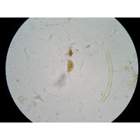 Cystodinium cornifax