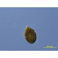 Gymnodinium fuscum