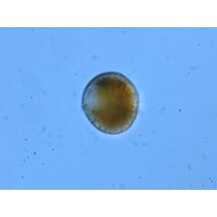 Gymnodinium sp. 