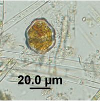 Hemidinium sp. 