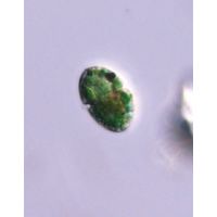Nusuttodinium aeruginosum