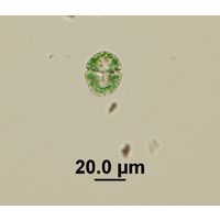 Nusuttodinium aeruginosum