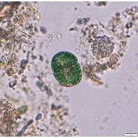Nussutodinium aerugineum