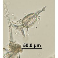 Ornithocercus sp. 