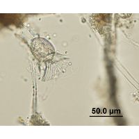 Ornithocercus sp.