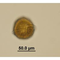 Peridinium bipes