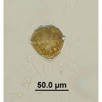 Peridinium bipes