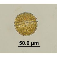 Peridinium sp. 