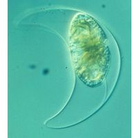 Pyrocystis lunula