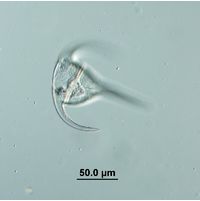 Tripos bucephalum
