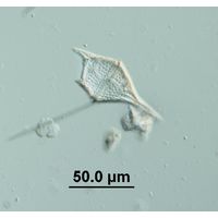 Tripos lineatus