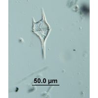 Tripos lineatus 