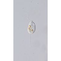Anisonema acinus