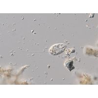 Anisonema acinus