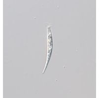 Astasia harrisii