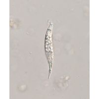 Astasia harrisii