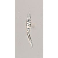 Astasia harrisii