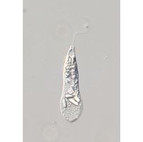 Astasia lagenula