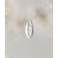 Sphenomonas quadrangularis