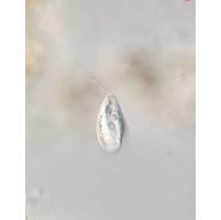 Sphenomonas quadrangularis