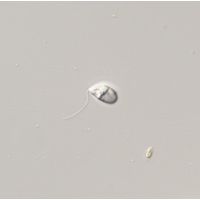 Sphenomonas teres