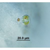 Colacium cyclopicola