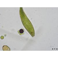 Colacium minutum