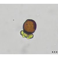 Colacium minutum